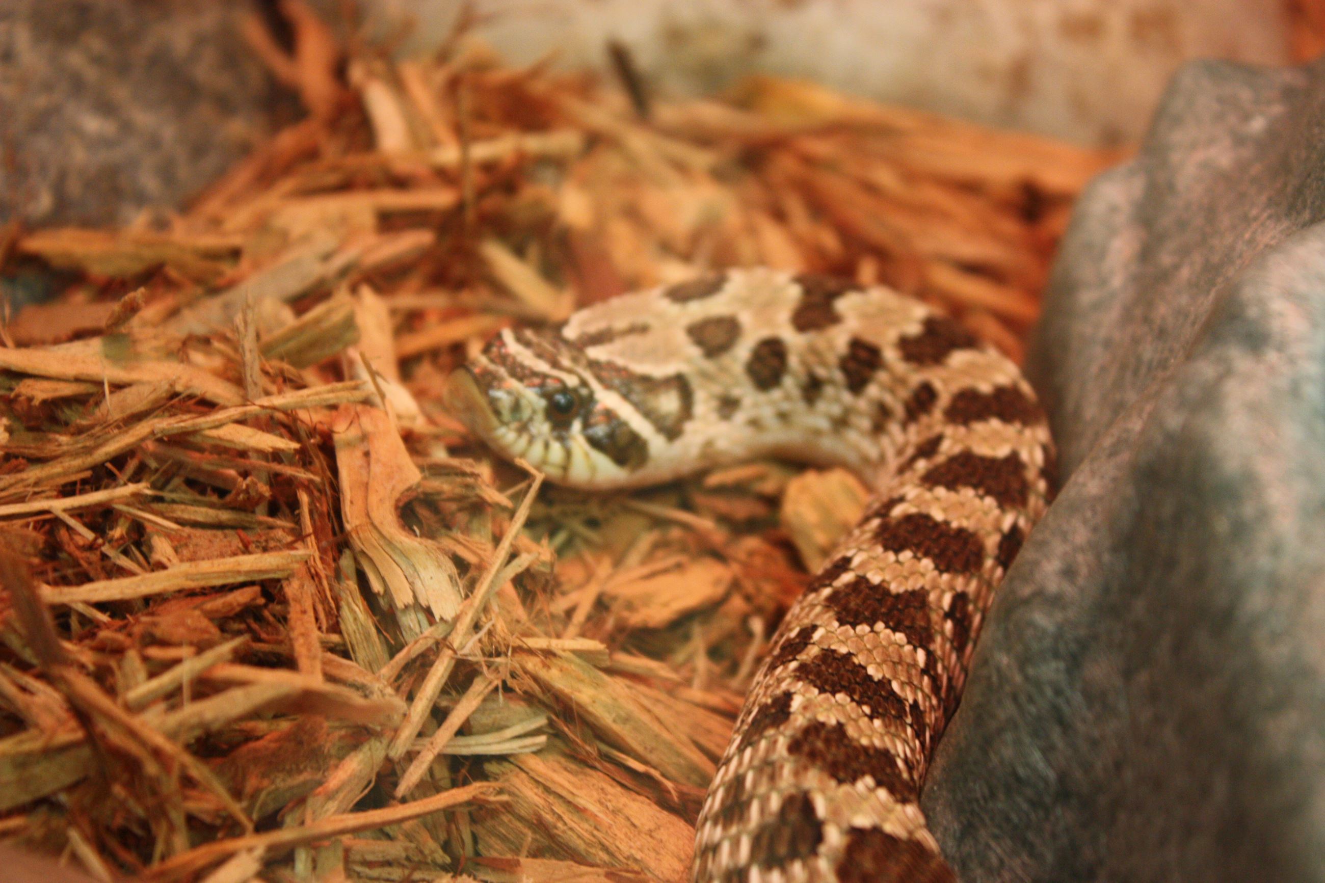 Western Hognose